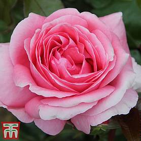 Rose 'Special Anniversary' (Hybrid Tea Rose)