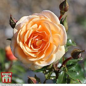 Rose 'Sweet Honey' (Floribunda Rose)