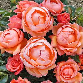 Rose 'Lady Marmalade' (Floribunda)