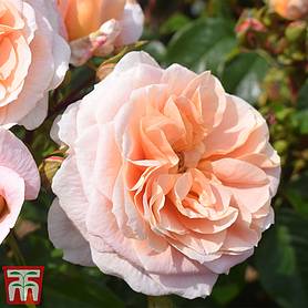 Rose 'It's A Wonderful Life' (Floribunda Rose)