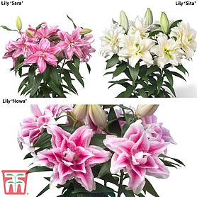 Lily 'Roselily' Collection