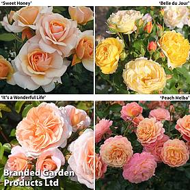 Rose of the Year Collection