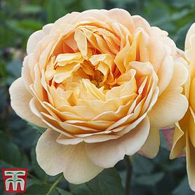 Rose 'Scented Double Gold'