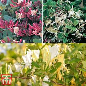 Scented Honeysuckle Collection