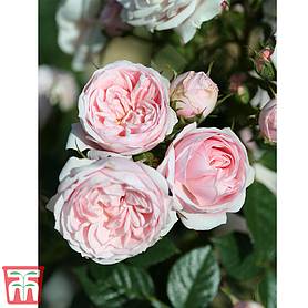 Rose 'Silver Wishes' (Patio Shrub Rose)