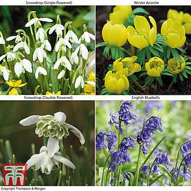 Spring Bulbs In The Green Collection