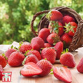 Strawberry 'Malling Centenary'