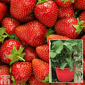 Strawberry 'Elsanta' (pre-planted baskets)