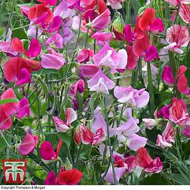 Sweet Pea 'Top to Bottom Pink Mix'