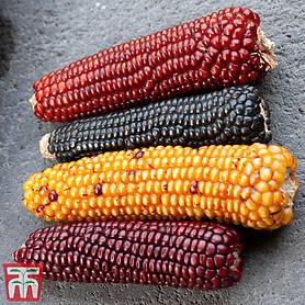 Zea mays 'Baby Fingers Mixed' (Ornamental)