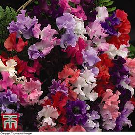Sweet Pea 'T&M Prize Strain Mixed' (National Trust)