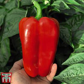 Sweet Pepper 'Red King' F1 Hybrid - Seeds