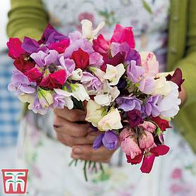 Sweet Pea 'Bright and Breezy' - Kew Collection Seeds