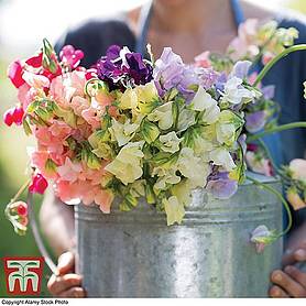 Sweet Pea 'Patio Mixed' - Kew Collection Seeds