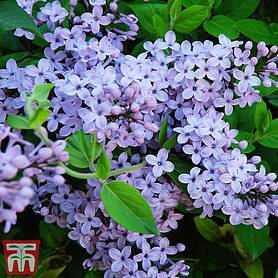 Lilac 'President Lincoln'