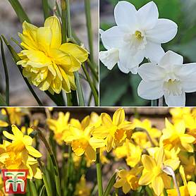 Narcissus Cornish Miniatures Collection