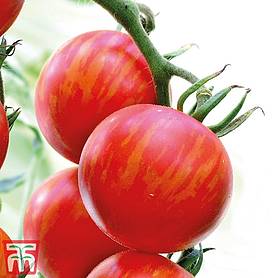 Tomato 'Tigerella'