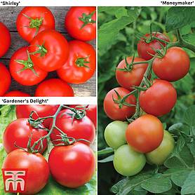 Tomato Grafted Gardeners Favourite Collection