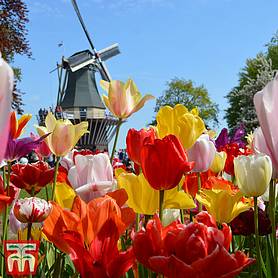 Tulip Delightfully Dutch Mix