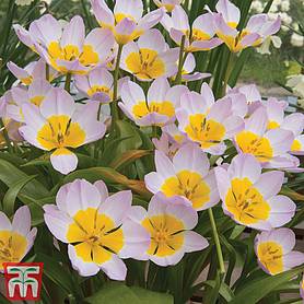 Tulip bakeri 'Lilac Wonder'