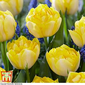 Tulip 'Secret Perfume'