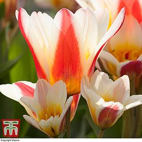 Tulip 'Floresta' (Kaufmanniana group)