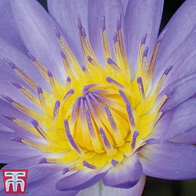 Water Lily (Blue)