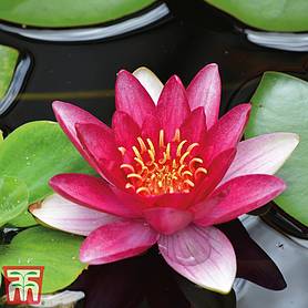 Water Lily Red with Pond Basket