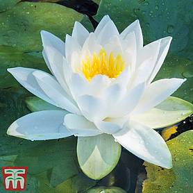 Water Lily (White)