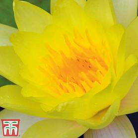 Water Lily (Yellow)