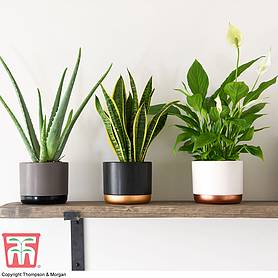 Wellbeing Collection (House Plant)