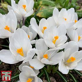 Crocus sativus 'White'