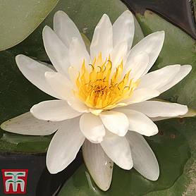 Water Lily White with a Pond Basket