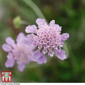 Field Scabious (National Trust)