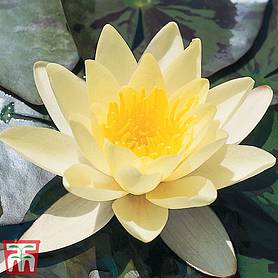 Water Lily Yellow with a Pond Basket