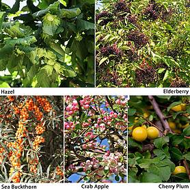 Edible Hedging Collection