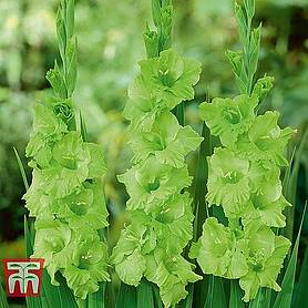 Gladiolus 'Green Star'
