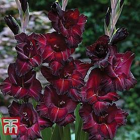 Gladiolus 'Black Surprise'