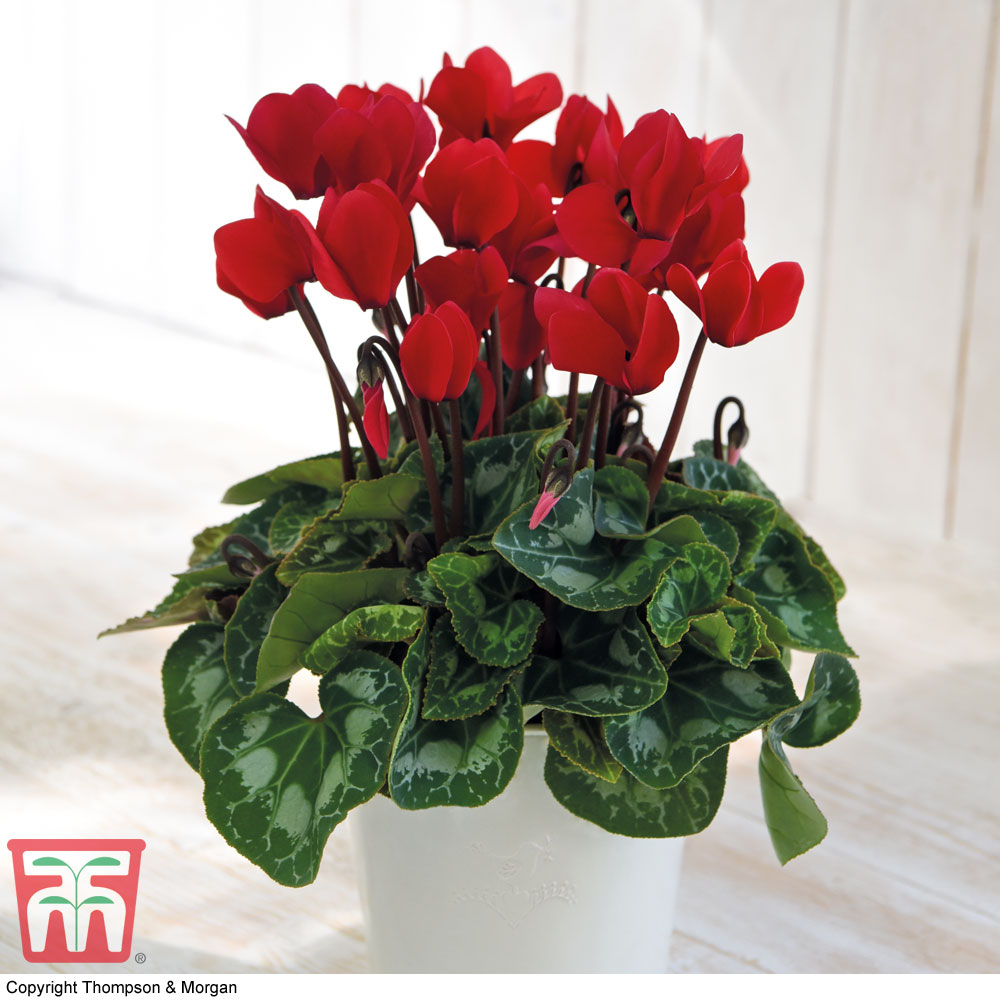 Cyclamen persicum 'Red' (House plant) | Thompson & Morgan