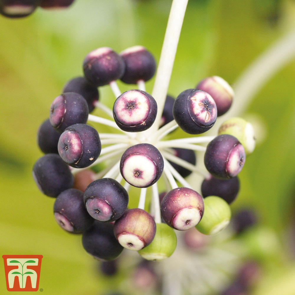 Paperplant - House Plant Seeds