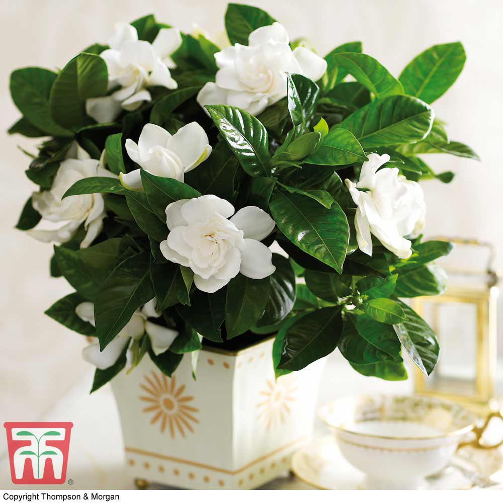 Gardenia 'Deluxe' (House Plant) | Thompson & Morgan