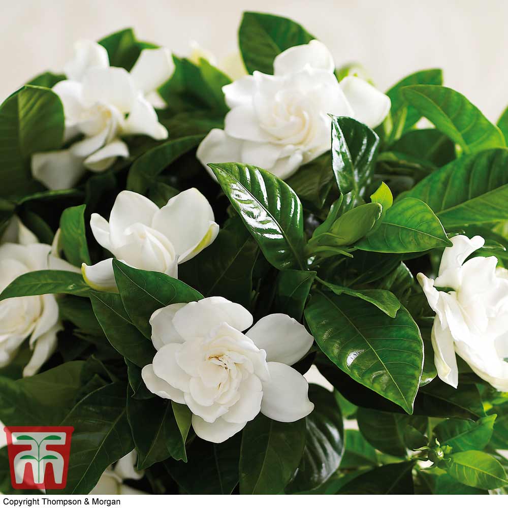 Gardenia 'Deluxe' (House Plant) | Thompson & Morgan