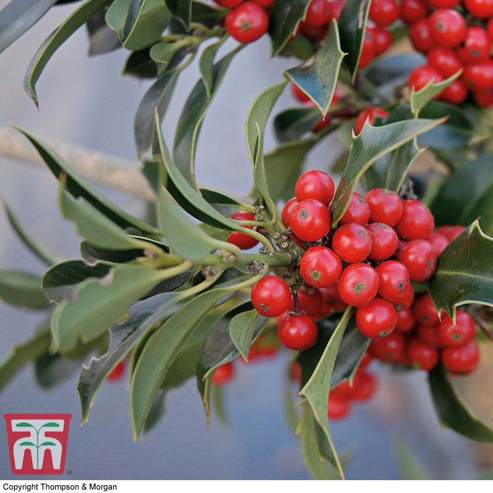 Artificial Holly Berry Spray Green Variegated Leaves Red Berries Sprig Bush 30cm for sale online 