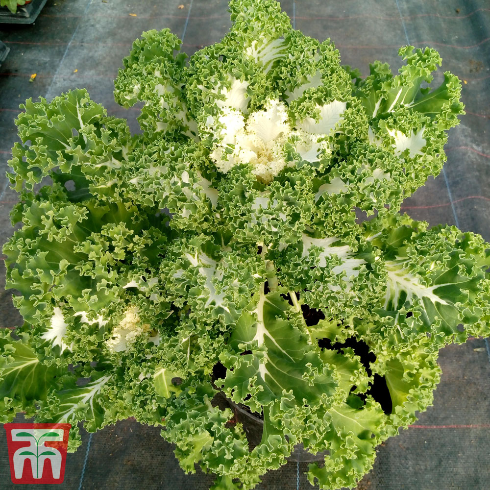 Image of Kale 'Frost Byte' F1 Hybrid - Seeds