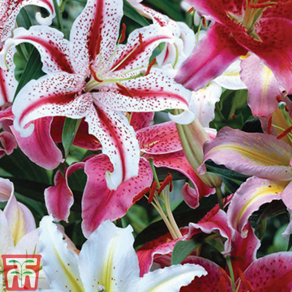 Lillium Oriental Hybrid Lily 'Mona Lisa' WPC Prins Bulbs/Tubers Pack x2