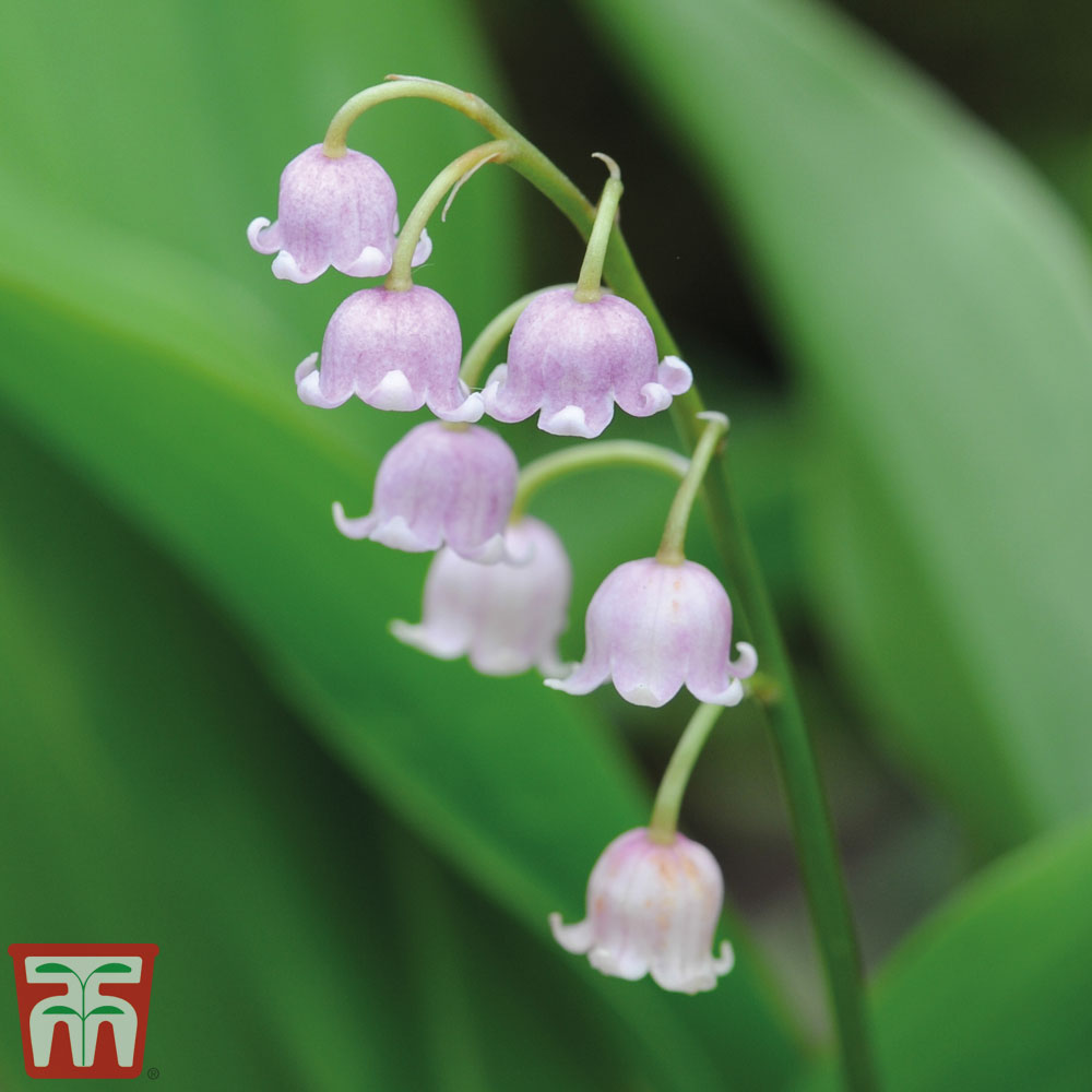 Lily-of-the-Valley
