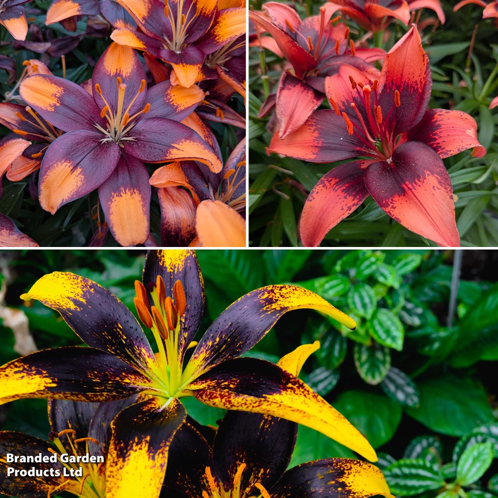 Lily 'Bicoloured Asiatics' Collection