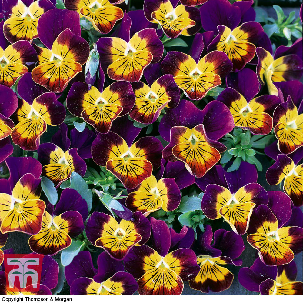Image of Viola hybrida 'Miniola Heart Purple' - Seeds