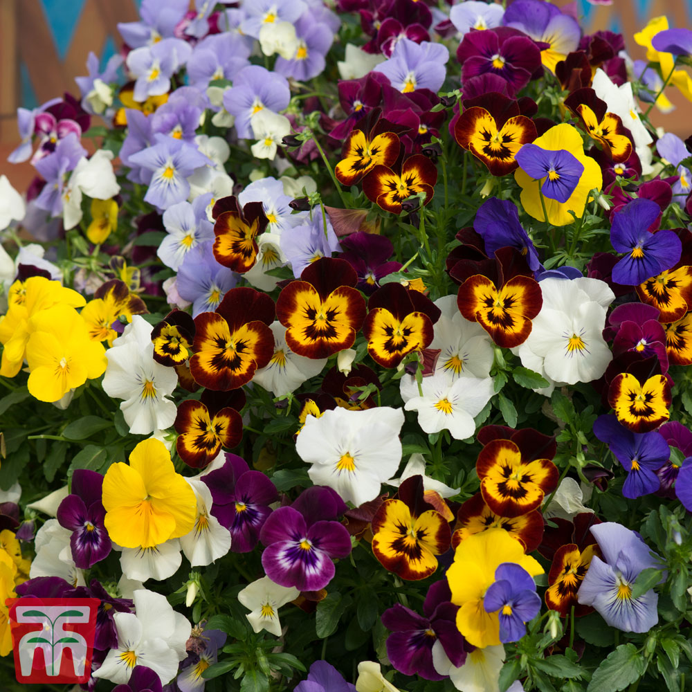 Pansy ‘Coolwave’ Mix Flower Collection Hardy Perennial Garden Plants 48 24 x or 48 x Pansy Coolwave Mixed Plug Plants by Thompson and Morgan 