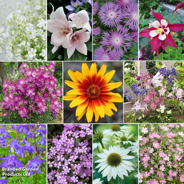 Summer Perennial Plant Bundle